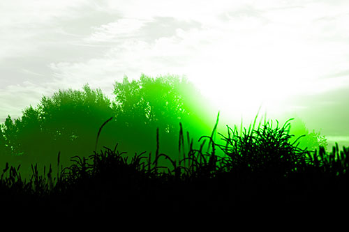Sun Rises Beyond Fog Filled Treeline (Green Tone Photo)