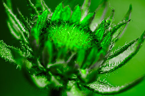 Sunflower Bud Unfurling Towards Sunlight (Green Tone)