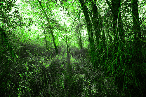 Sunlight Bursts Through Shaded Forest Trees (Green Tone Photo)