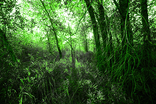 Sunlight Bursts Through Shaded Forest Trees (Green Tone)