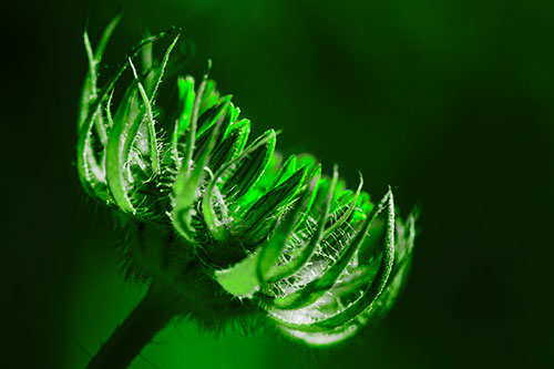 Sunlight Enters Spiky Unfurling Sunflower Bud (Green Tone Photo)