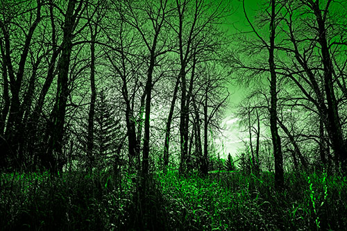 Sunrise Through Snow Covered Trees (Green Tone)