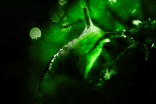 Sunshine Illuminates Translucent Marsh Slug (Green Tone Photo)