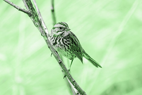 Surfing Song Sparrow Rides Tree Branch (Green Tone Photo)