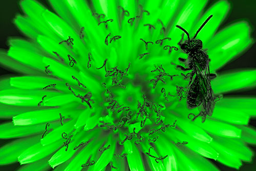 Sweat Bee Collecting Dandelion Pollen (Green Tone Photo)