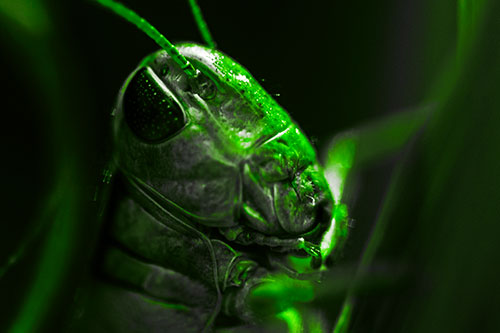 Sweaty Grasshopper Seeking Shade (Green Tone Photo)