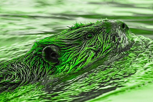 Swimming Beaver Keeping Head Above Water (Green Tone Photo)