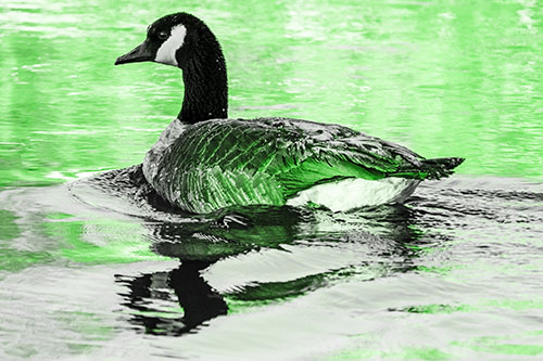 Swimming Goose Ripples Through Water (Green Tone Photo)