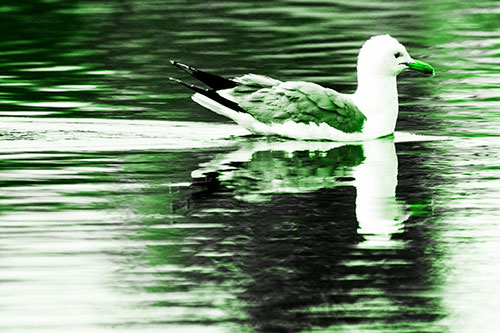 Swimming Seagull Lake Water Reflection (Green Tone Photo)