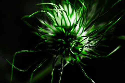 Swirling Pasque Flower Seed Head (Green Tone Photo)