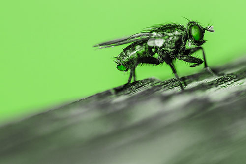 Tachinid Fly Curling Arm Among Sloping Wood (Green Tone)