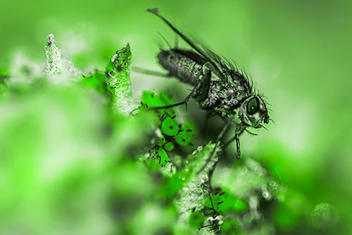 Tachinid Fly Terrorizing Aphids Among Milkweed Pod (Green Tone)