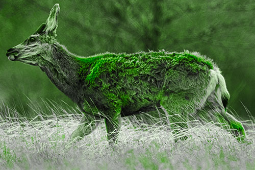 Tense Faced Mule Deer Wanders Among Blowing Grass (Green Tone)