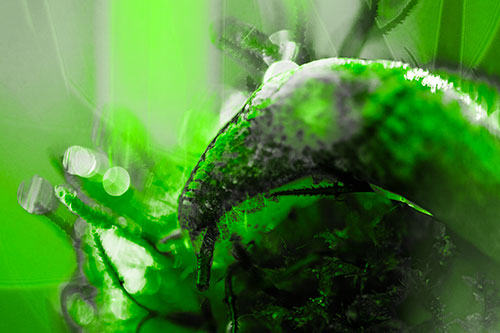 Tentacle Eyed Marsh Slug Slithering Over Flower (Green Tone Photo)