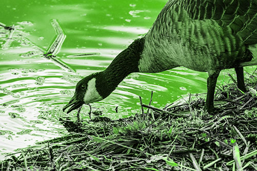 Thirsty Canadian Goose Drinking Water Along Shore (Green Tone)