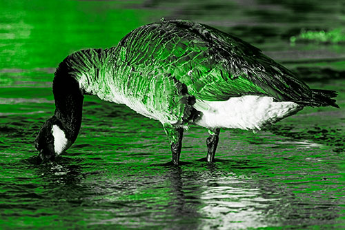 Thirsty Goose Drinking Ice River Water (Green Tone Photo)