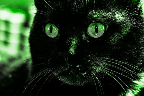 Thirsty Wide Eyed Black Cat (Green Tone)