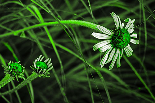 Three Blossoming Coneflowers Among Light Dewy Grass (Green Tone Photo)