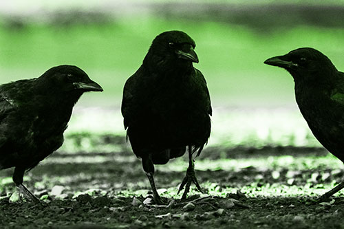 Three Crows Plotting Their Next Move (Green Tone Photo)