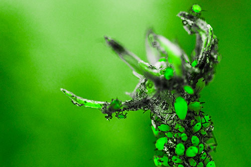 Tiny Aphids Gathered Among Milkweed Claw (Green Tone)