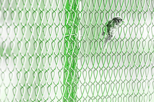 Tiny Cassins Finch Bird Clasping Chain Link Fence (Green Tone Photo)