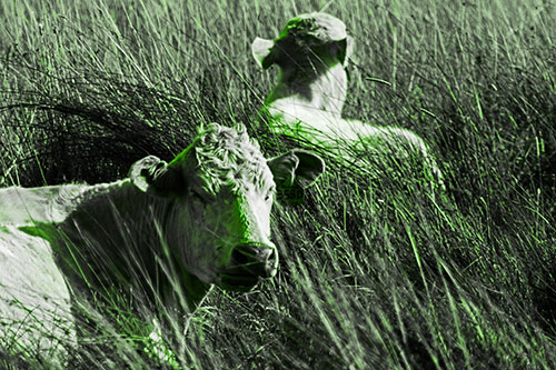 Tired Cows Lying Down Among Grass (Green Tone Photo)