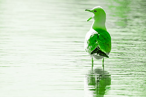 Tired Seagull Yawning Among Shallow Water (Green Tone)