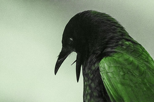 Tongue Curling Crow Cawing Downward (Green Tone)