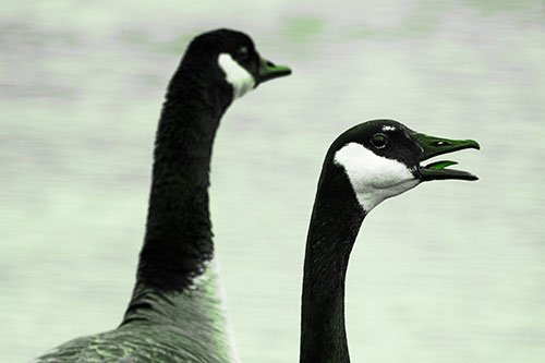 Tongue Screaming Canadian Goose Honking Towards Intruders (Green Tone Photo)