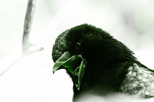 Tongue Screaming Crow Among Light (Green Tone Photo)