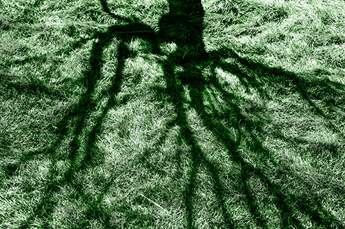 Tree Branch Shadows Creepy Crawling Over Dead Grass (Green Tone Photo)