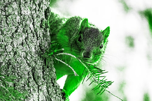 Tree Peekaboo With A Squirrel (Green Tone Photo)