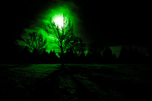 Tree Silhouette Holds Sun Among Darkness (Green Tone Photo)