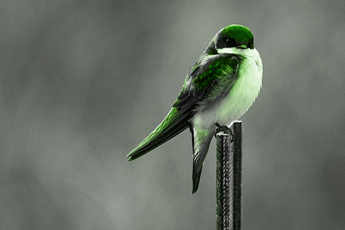 Tree Swallow Keeping Watch (Green Tone Photo)