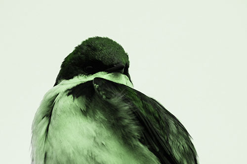 Tree Swallow Watching Surroundings (Green Tone Photo)