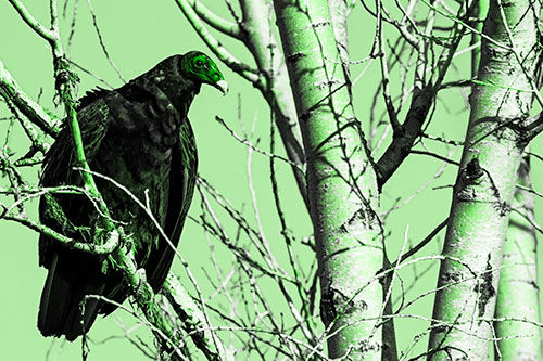 Turkey Vulture Perched Atop Tattered Tree Branch (Green Tone Photo)