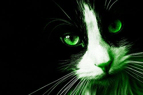 Tuxedo Cat Stares Among Darkness (Green Tone)