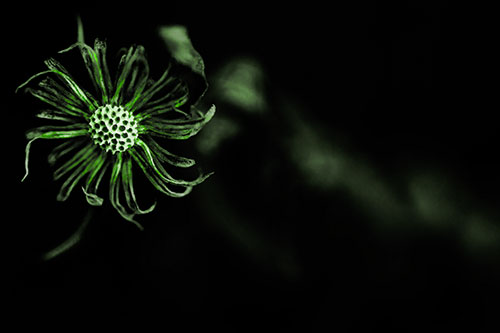 Twirling Aster Flower Among Darkness (Green Tone Photo)