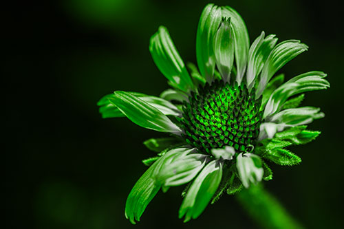 Twirling Petal Coneflower Among Shade (Green Tone Photo)