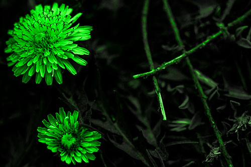 Two Blooming Taraxacum Flowers (Green Tone Photo)