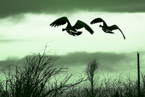 Two Canadian Geese Flying Over Trees (Green Tone Photo)