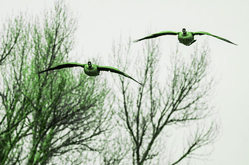 Two Canadian Geese Honking During Flight (Green Tone Photo)