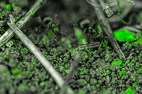Two Carpenter Ants Working Hard Among Soil (Green Tone Photo)