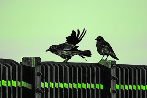 Two Crows Gather Along Wooden Fence (Green Tone Photo)