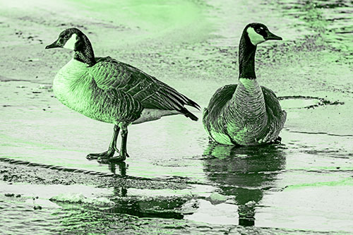 Two Geese Embrace Sunrise Atop Ice Frozen River (Green Tone Photo)