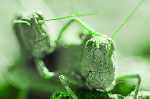 Two Grasshopper Buddies Smiling Among Sunlight (Green Tone Photo)