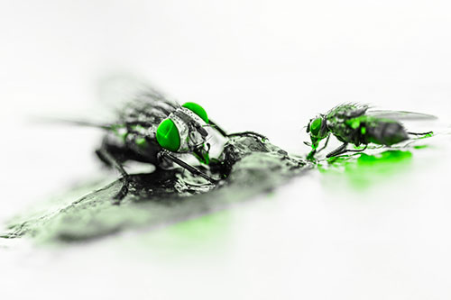 Two Hungry Cluster Flies Feasting Together (Green Tone)