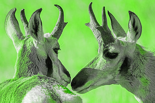 Two Loving Pronghorns Kissing Each Other (Green Tone)