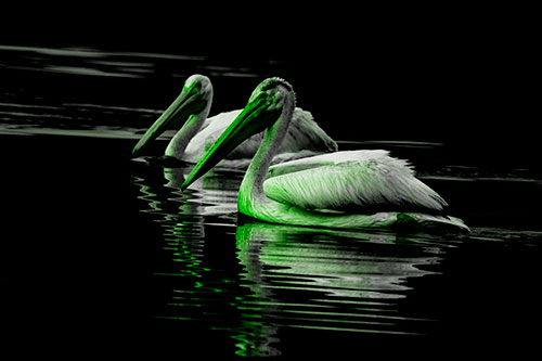 Two Pelicans Floating In Dark Lake Water (Green Tone Photo)