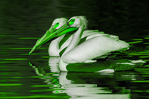Two Pelicans Swimming In Unison (Green Tone)